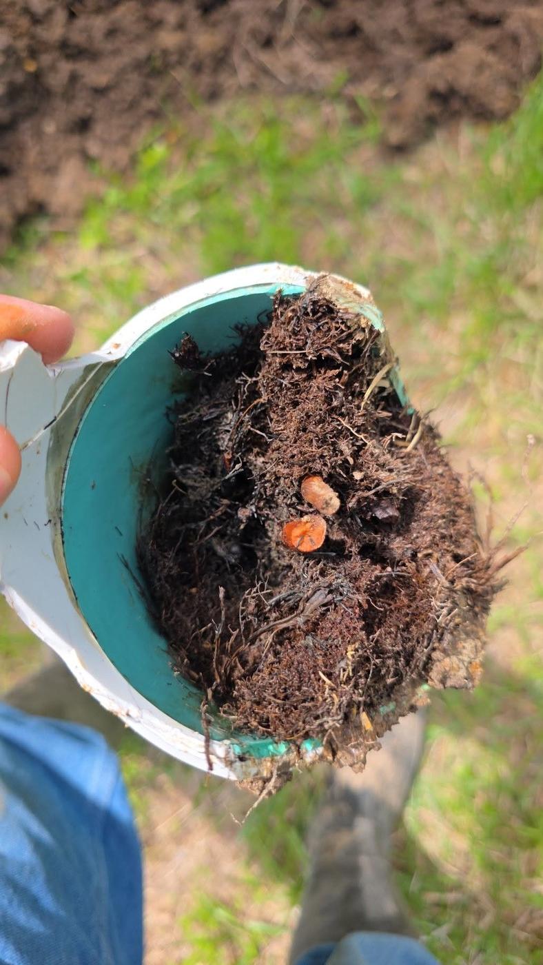 A cut section of white plastic pipe held up to the camera, the inside packed solid with tree roots